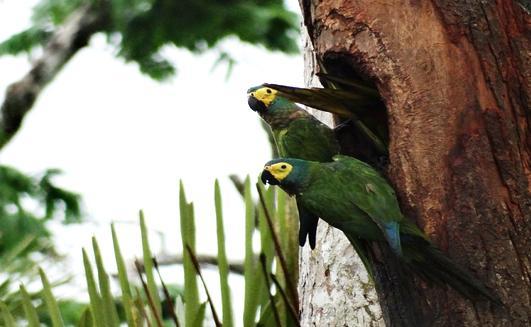 Two parrots in the tree