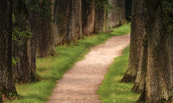 trees with a running path between them